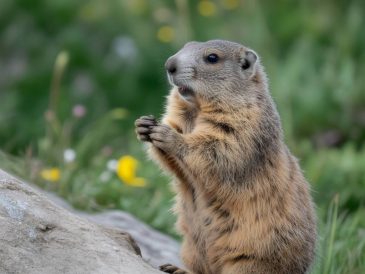 Observer les marmottes en liberté pendant vos balades